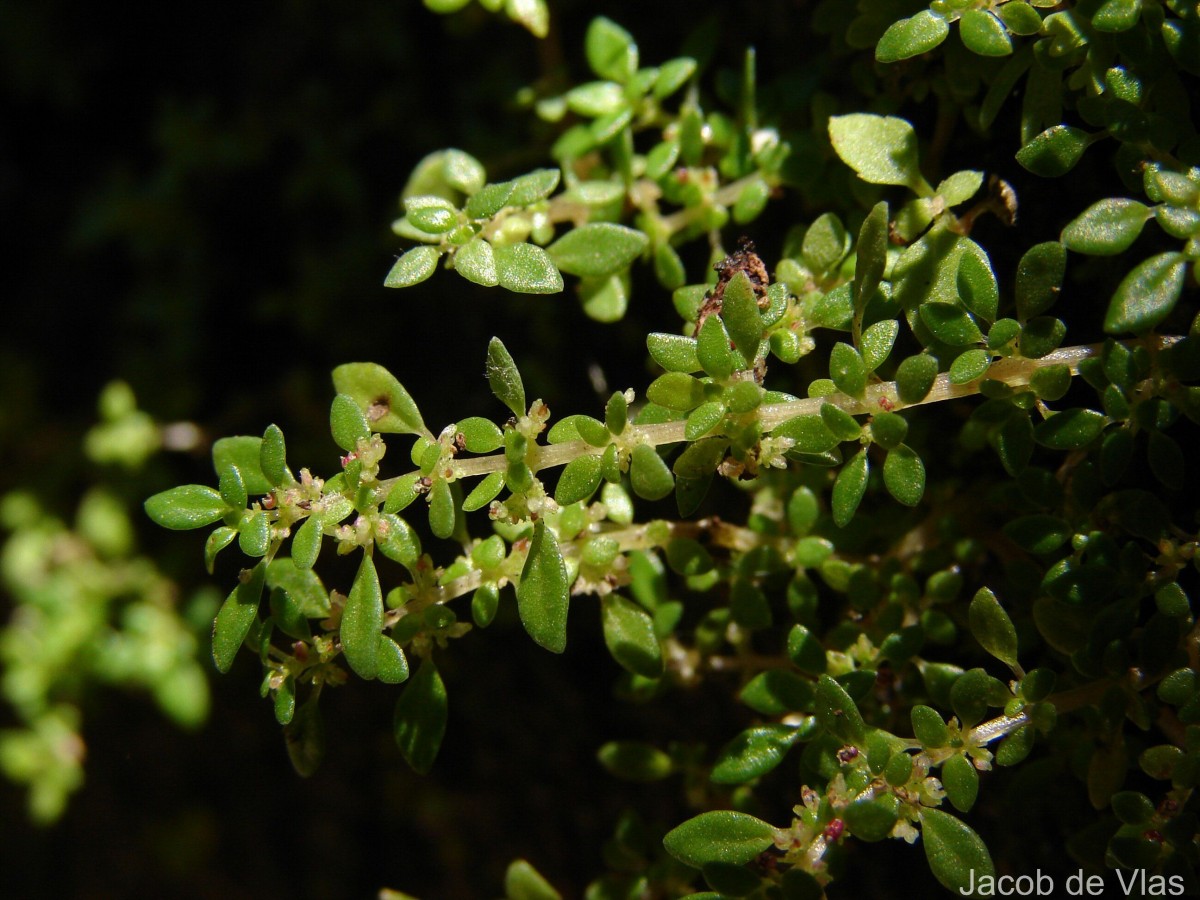 Pilea microphylla (L.) Liebm.